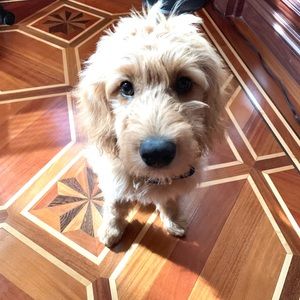 Meet your Posher, Sofia